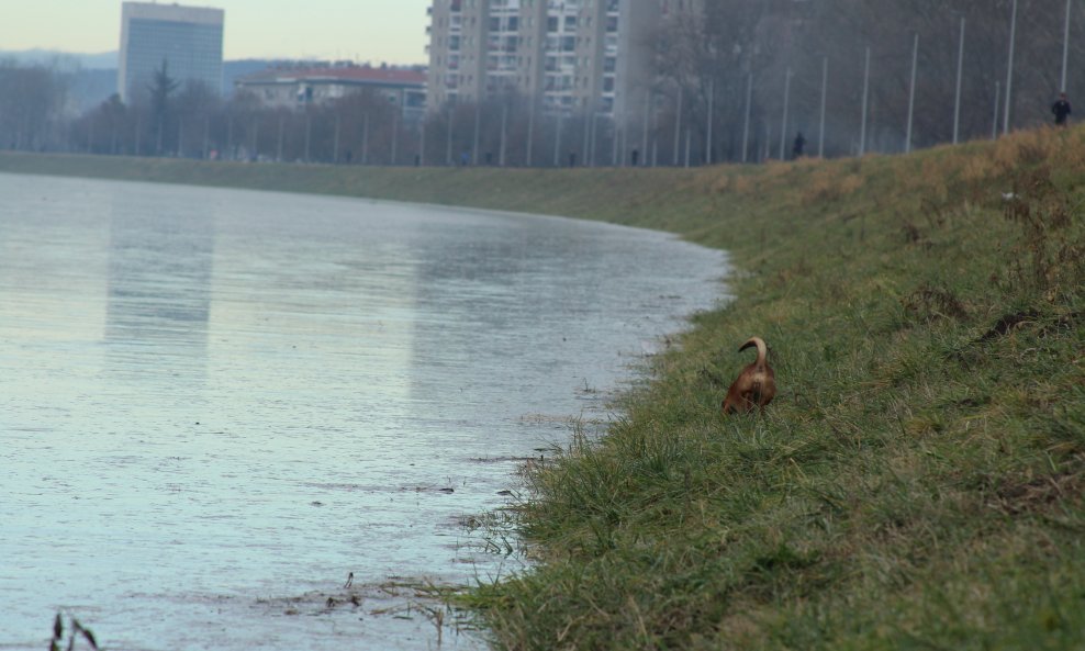 Zbog obilne kiše i južine koja je dovela do otapanja snijega u Sloveniji Sava se u Zagrebu izlila iz korita