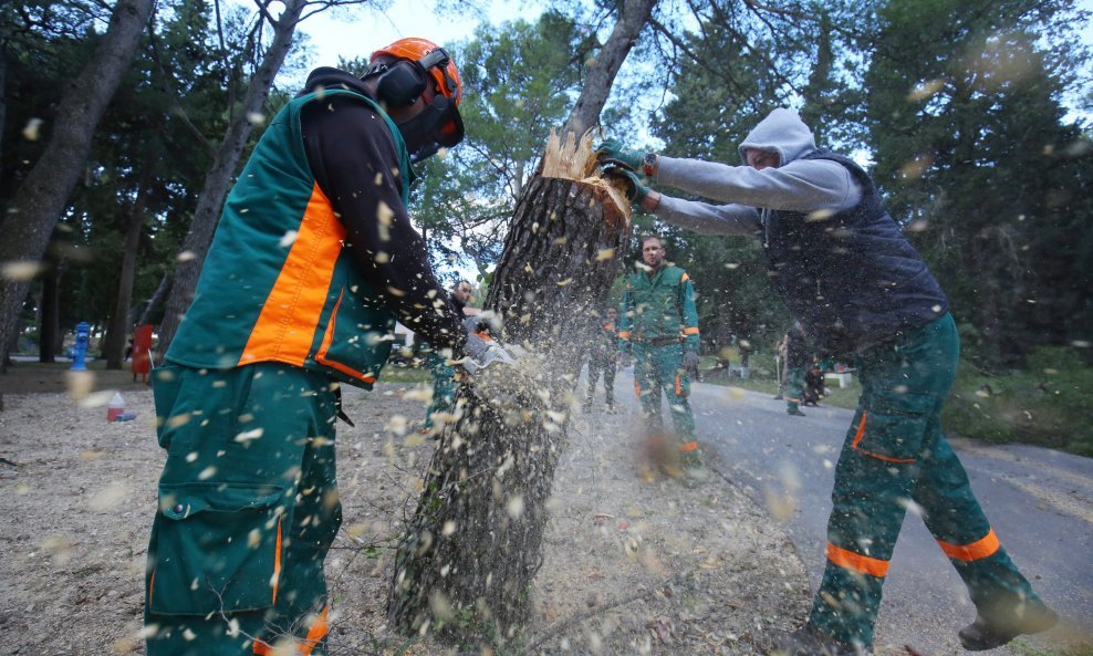 Zaposlenici splitskih javnih poduzeća započeli su sječu šume na Marjanu