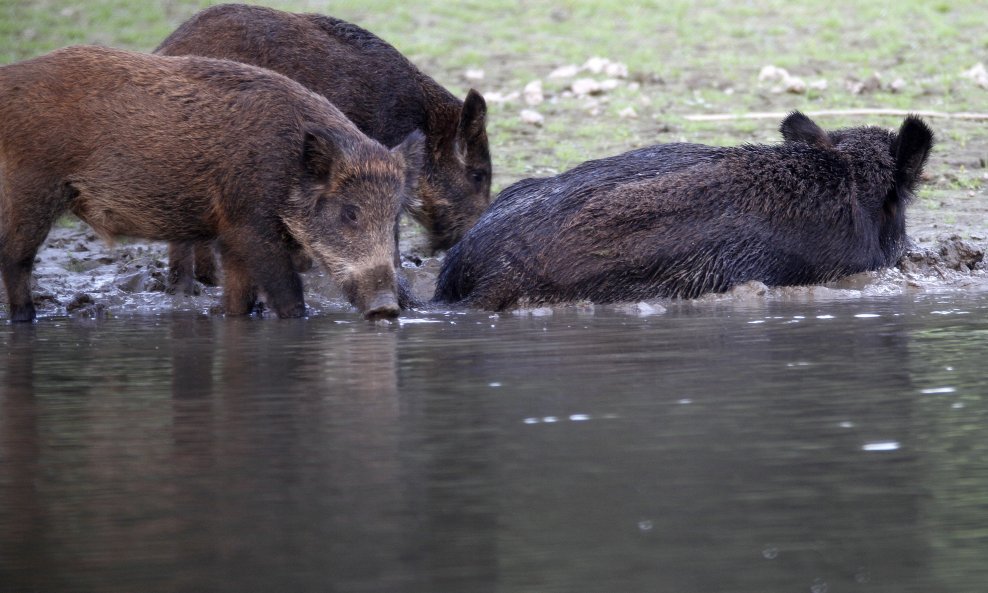 Populacija divljih svinja u Hrvatskoj nekontrolirano se razmnožila