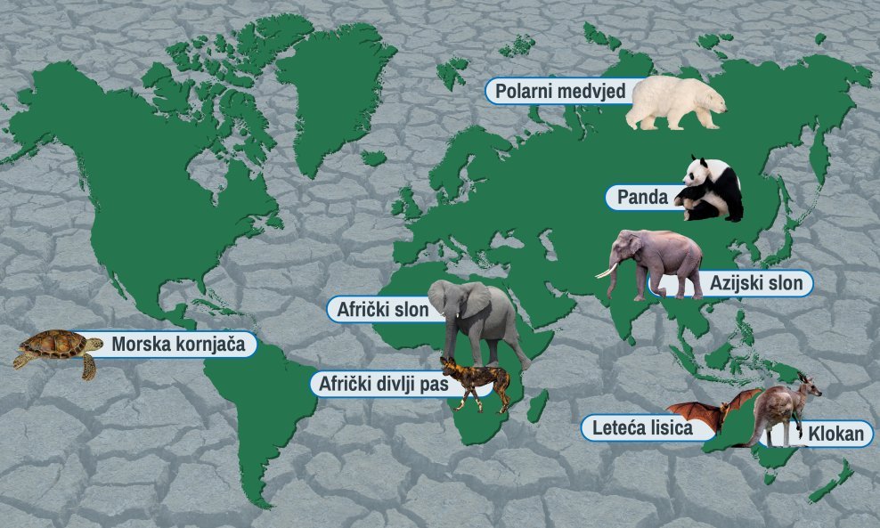 Klimatske promjene ugrožavaju opstanak mnogih životinjskih vrsta i dovode ih u opasne susrete s ljudskom rasom