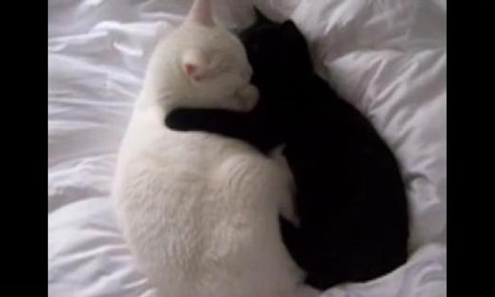 crna i bijela mačka