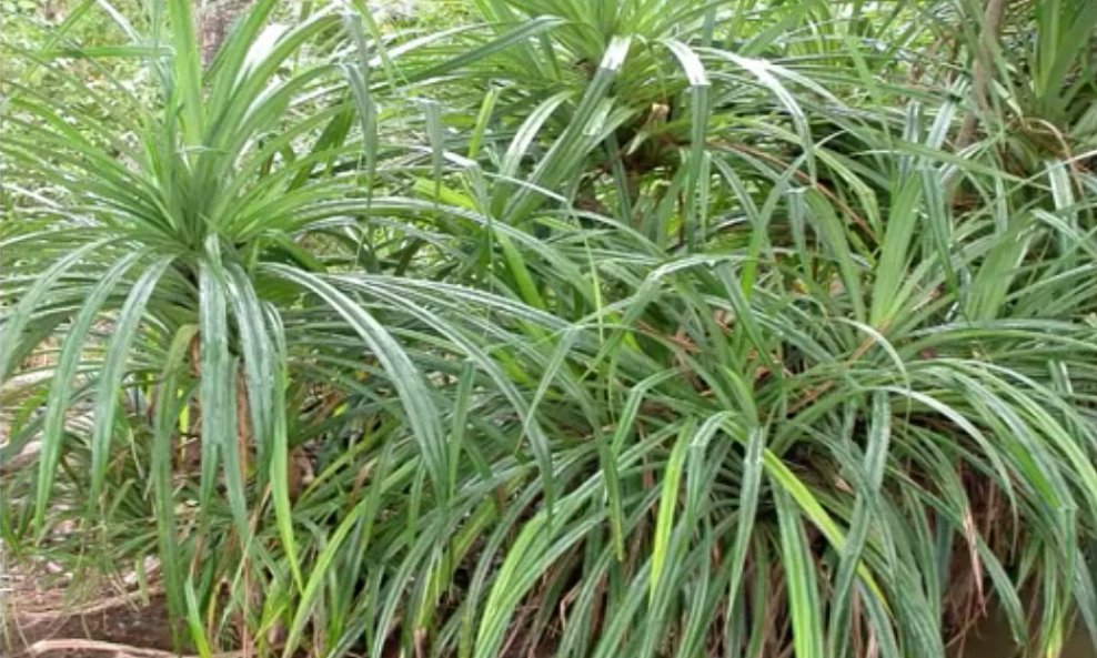 Pandanus-candelabrum