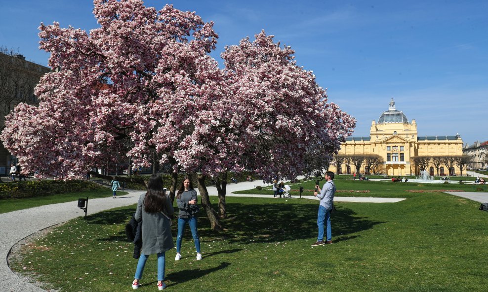Procvjetale magnolije na Trgu kralja Tomislava privlače poglede svojom ljepotom.