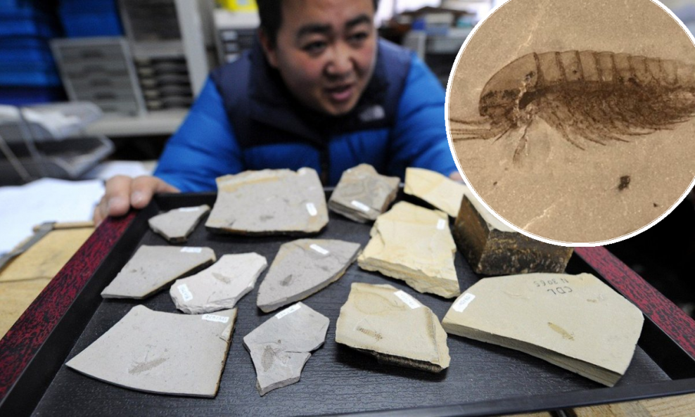 Fosili, poznati kao biota iz Qingjianga, prikupljeni su u blizini rijeke Danshui u provinciji Hubei