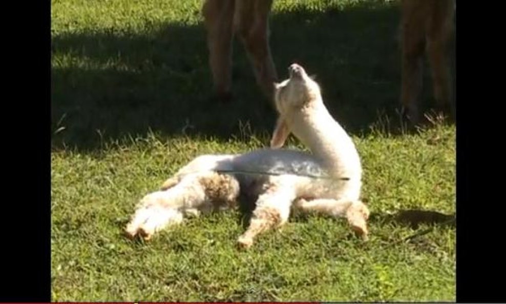 pospana alpaka funvideo