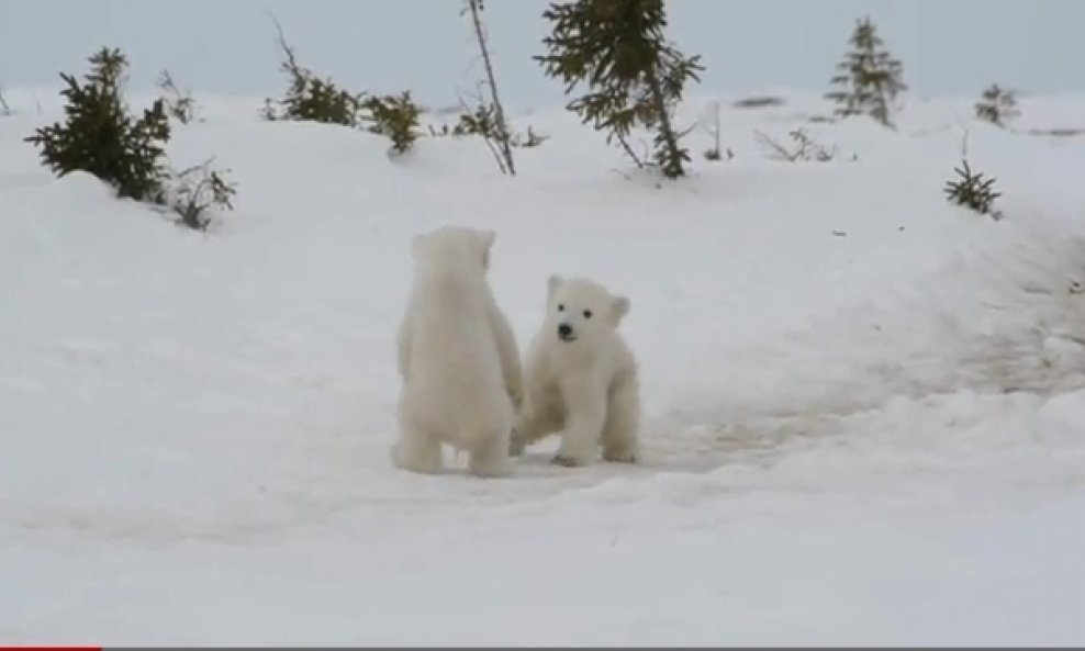 polarni medvjedići funvideo