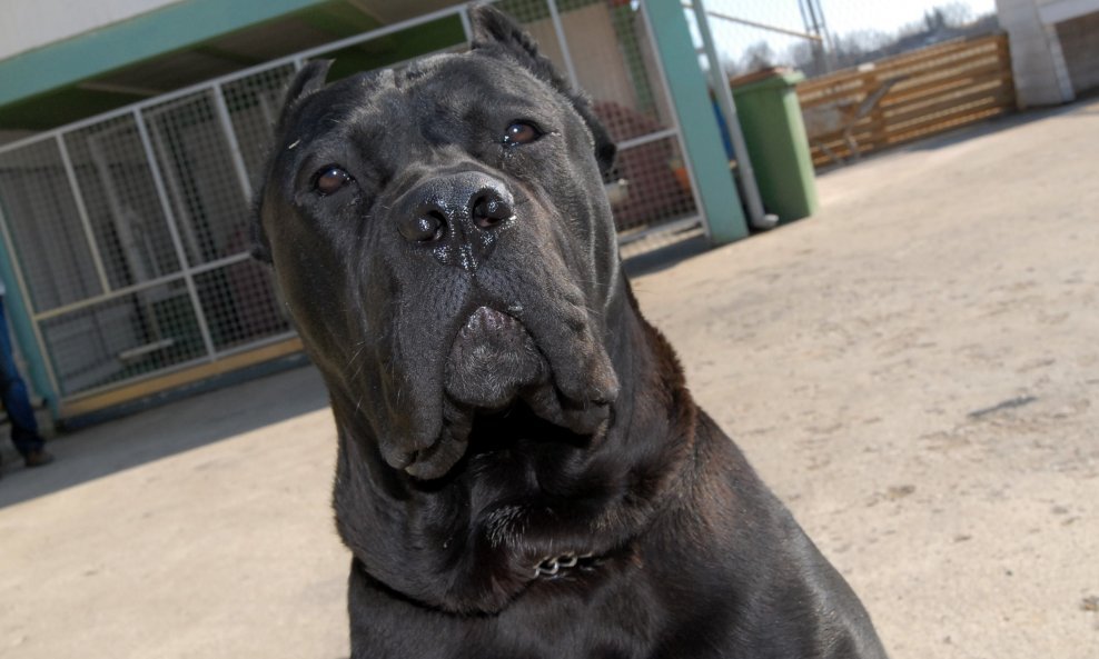 Pasmina cane corso - ilustracija