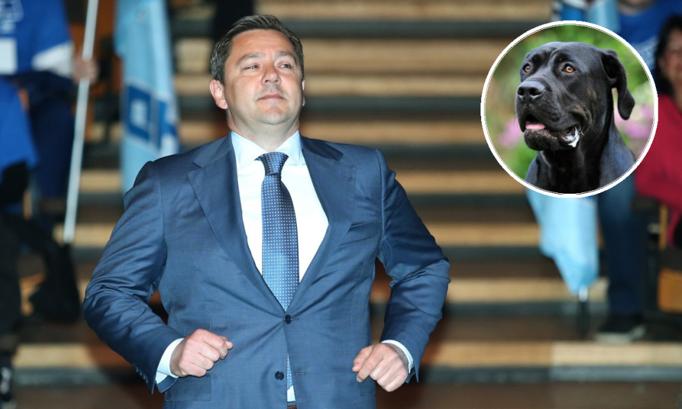 Andrija Mikulić, pas vrste Cane corso