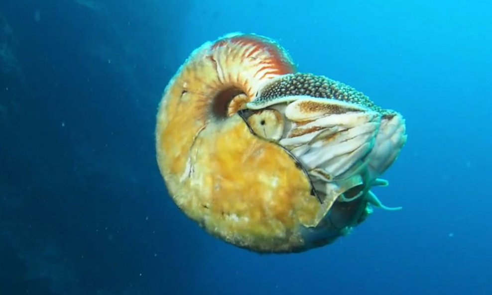 Nautilus-Allonautilus-scrob