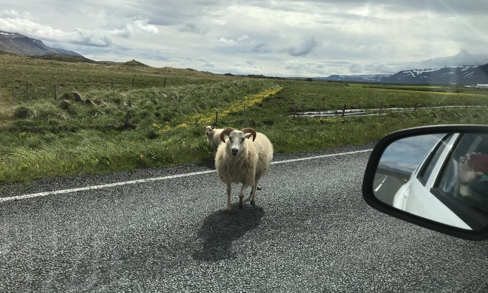 Procjenjuje se da na Islandu živi 800.000 ovaca i svega 323.000 stanovnika