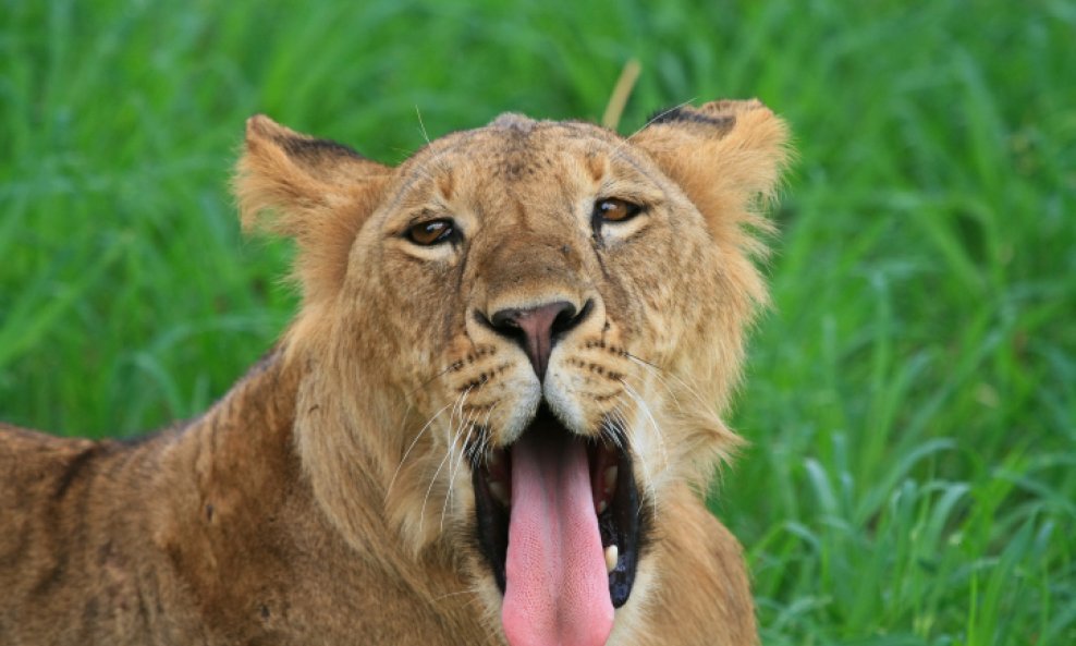 lav plazi jezik