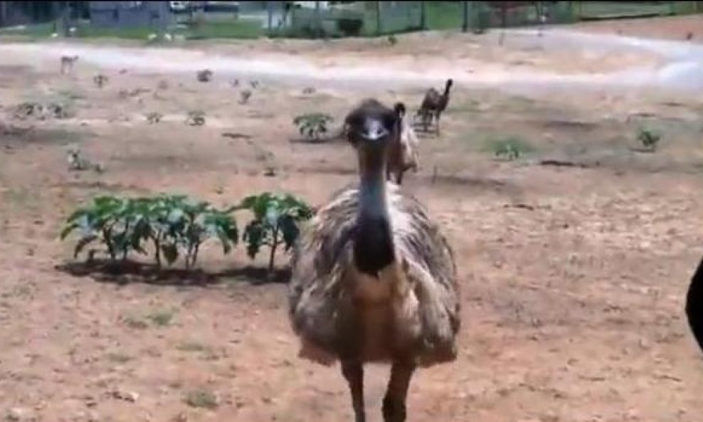 emu funvideo