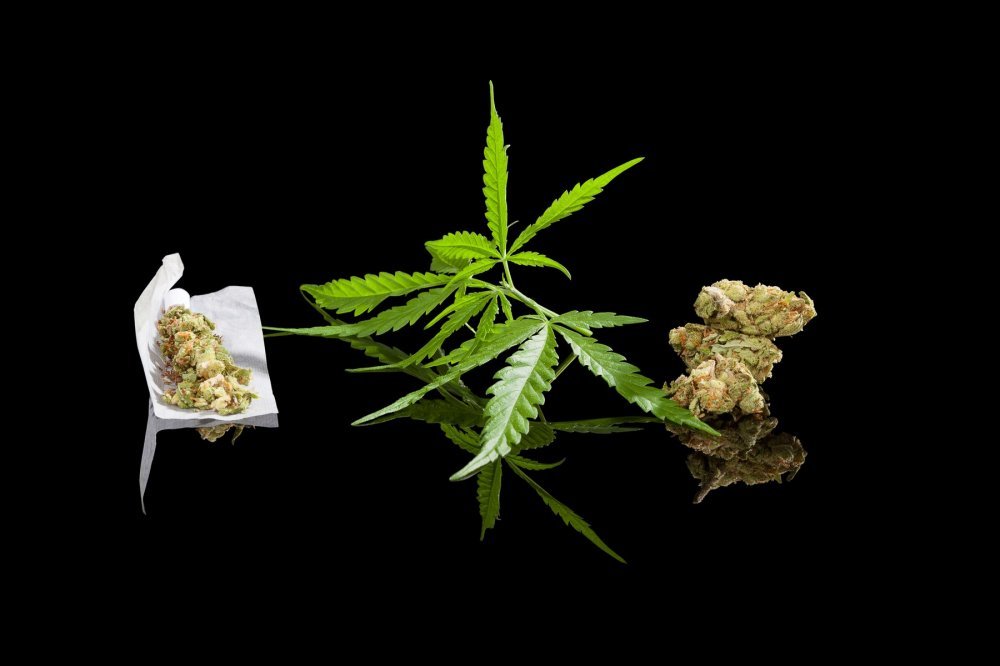 marihuana liječenje hipertenzije)