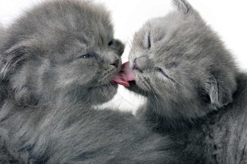 Ти котенка. Котики цем. Котенок чмок. Котята любовь. Поцелуйчики обнимашки.