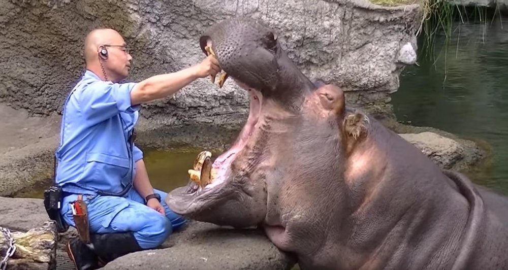 Zašto zubari u ZOO-u imaju živce od čelika? - tportal