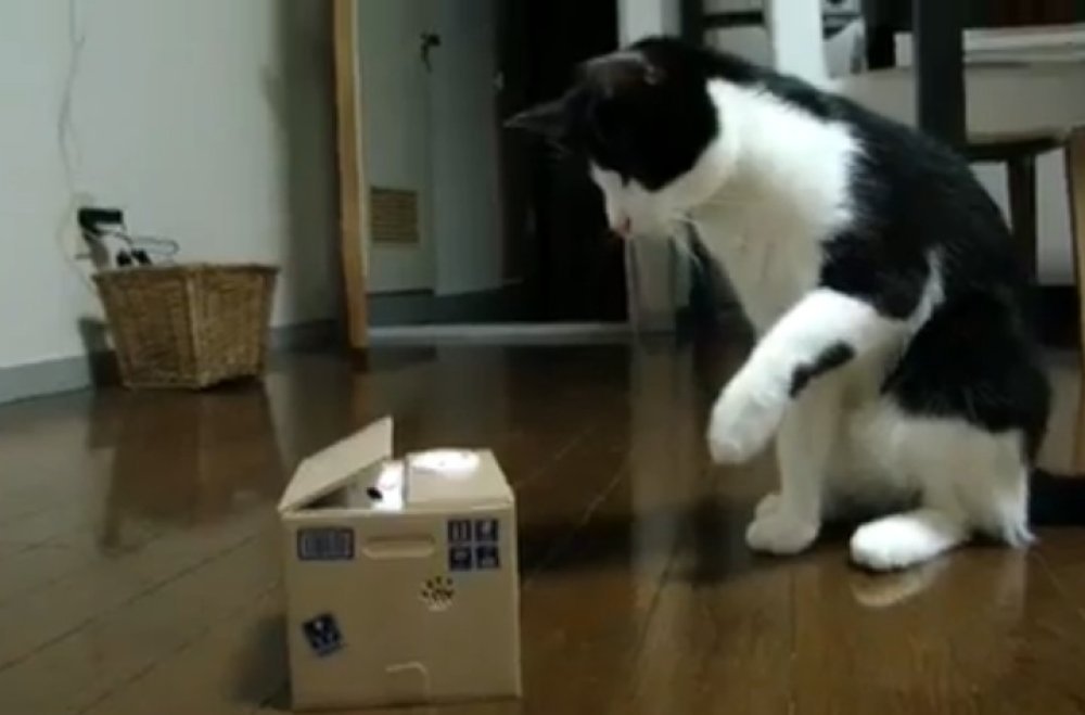 Japanske kućne video snimke