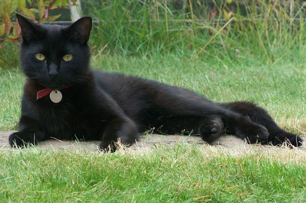 bogata crna maca