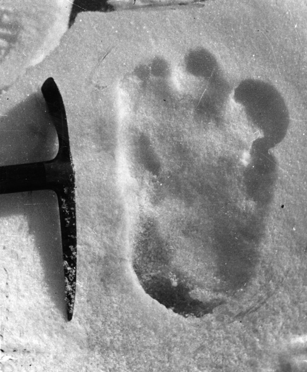 bigfoot