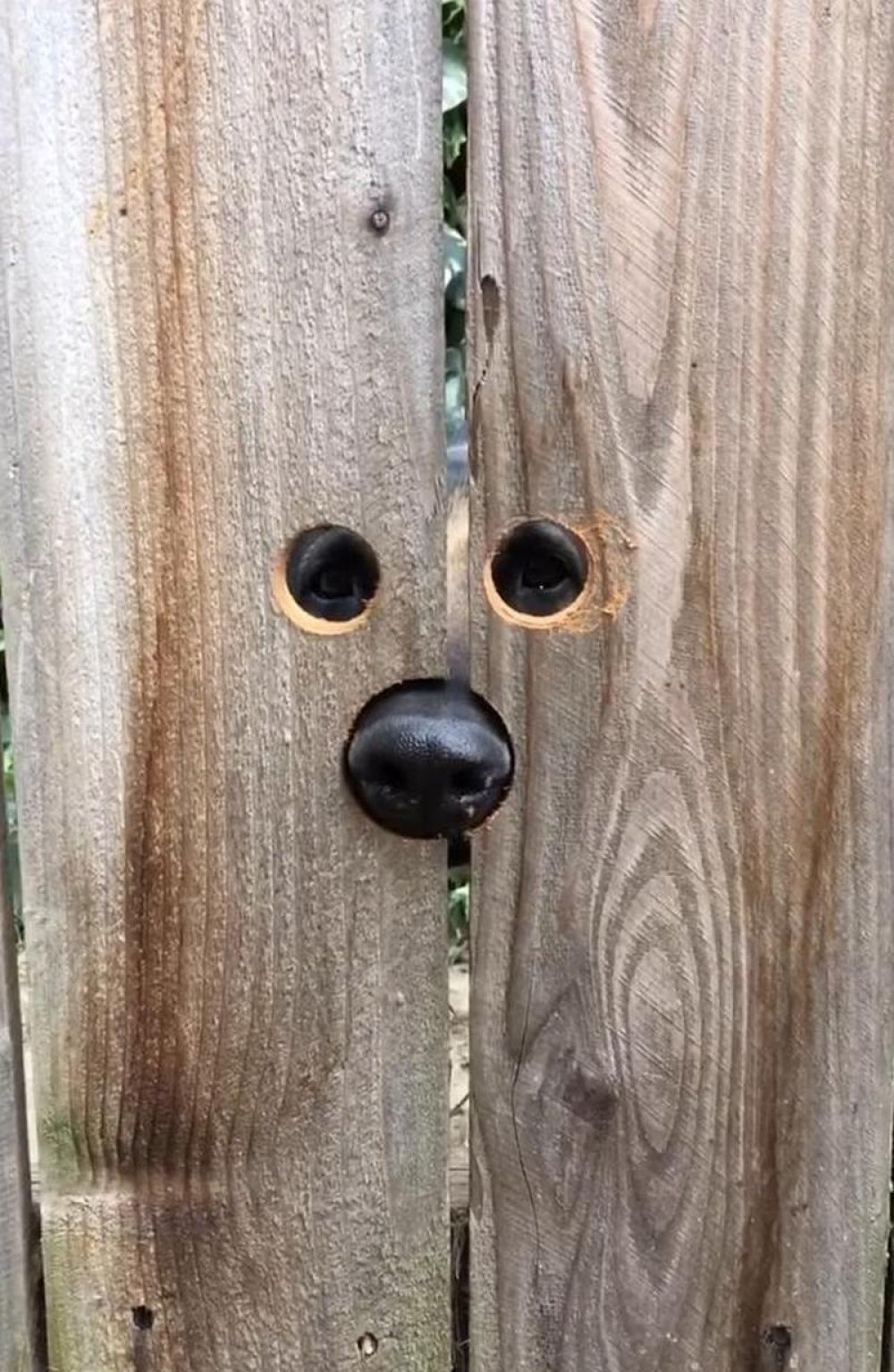 Дырки для подглядывания. Отверстие в заборе для собаки. Дырка в заборе. Дырки в заборе для собак. Прорези дырок в заборе для собак.