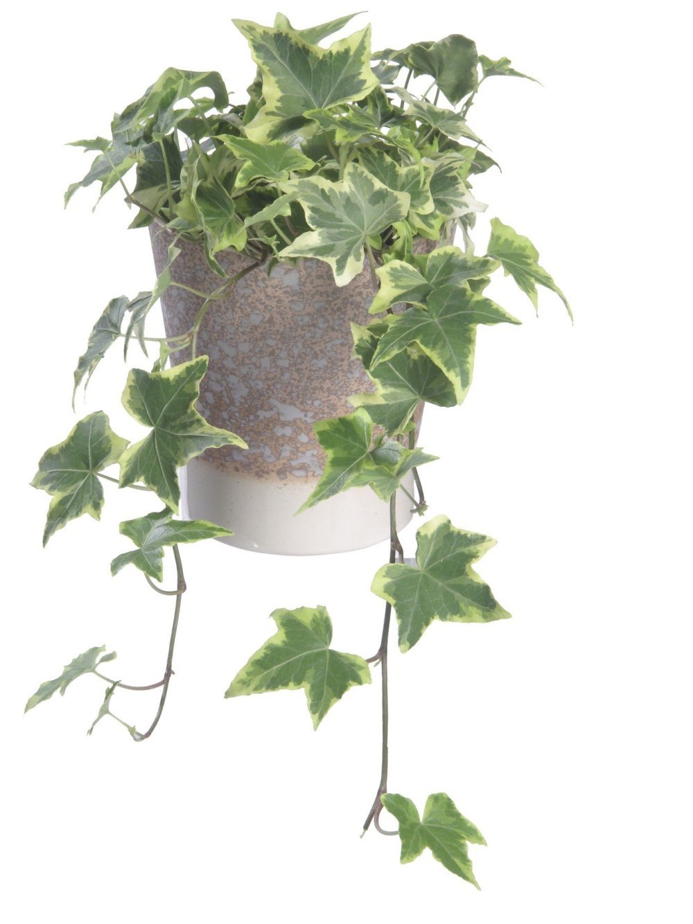 Ove sobne biljke pročišćavaju zrak, a preporučili su ih znanstvenici NASA-e  - tportal