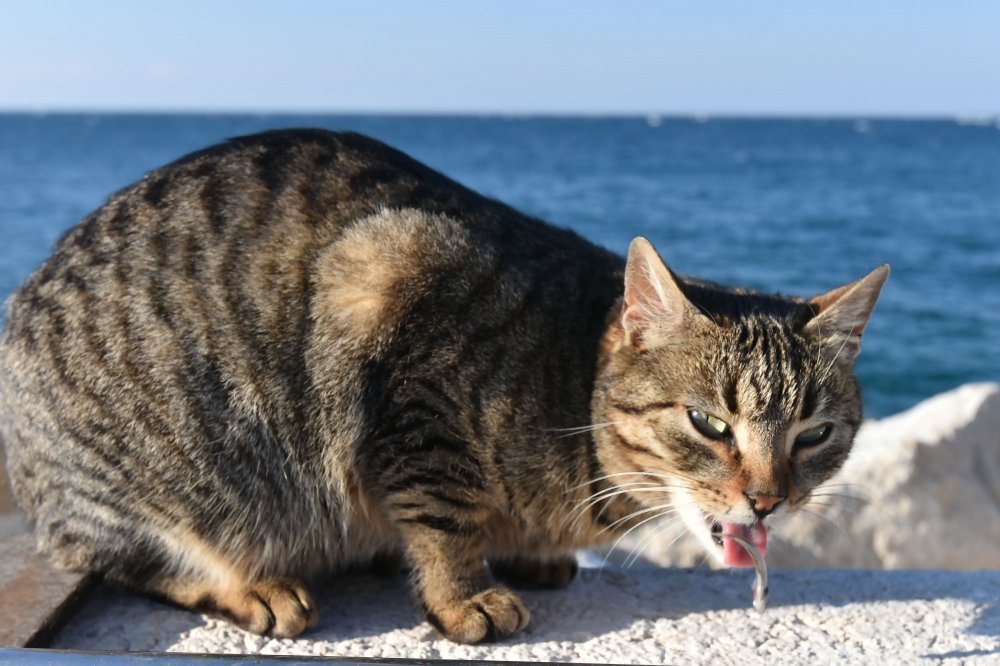 maca koja jede ženewww nudegirls