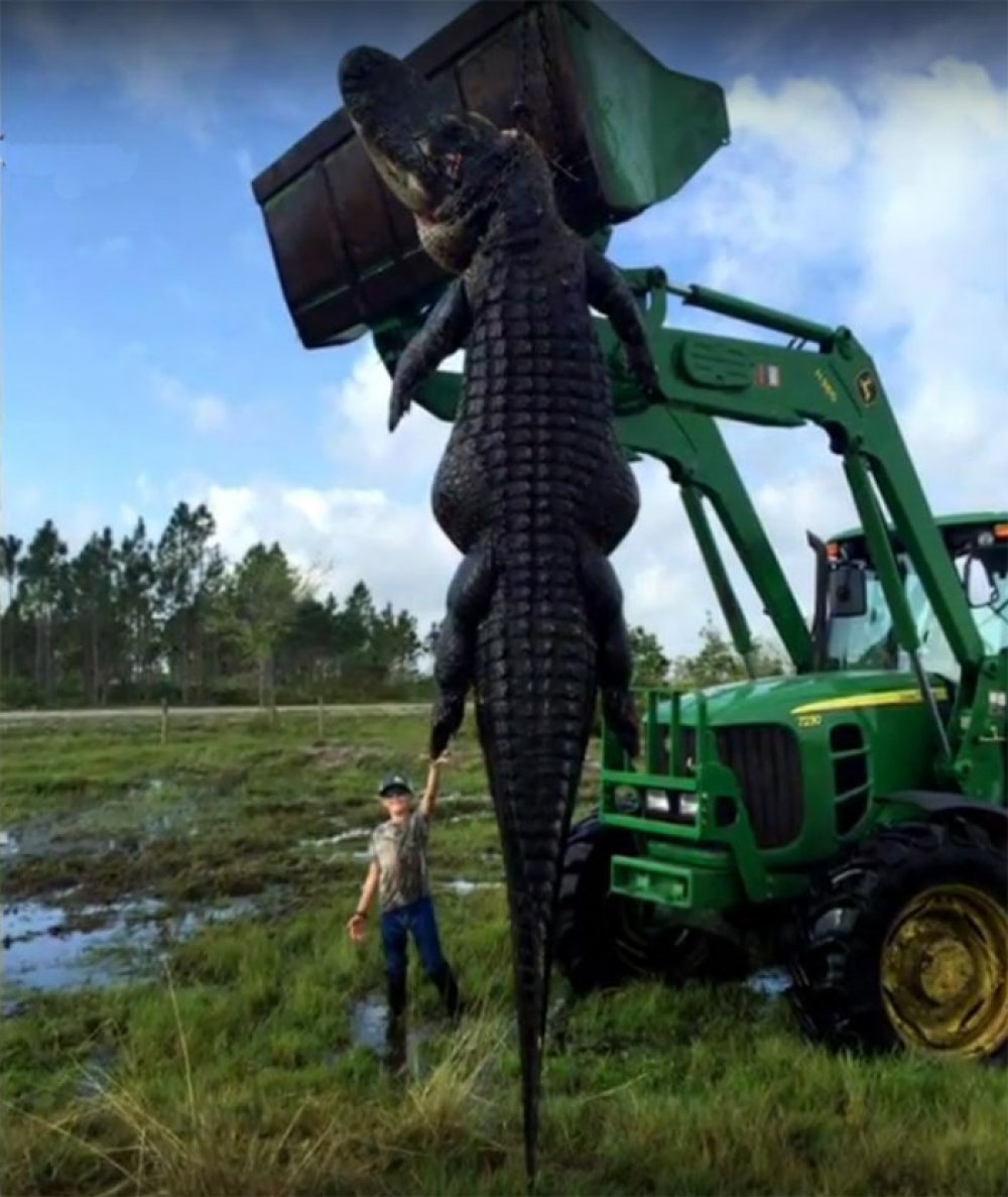 aligator-Florida