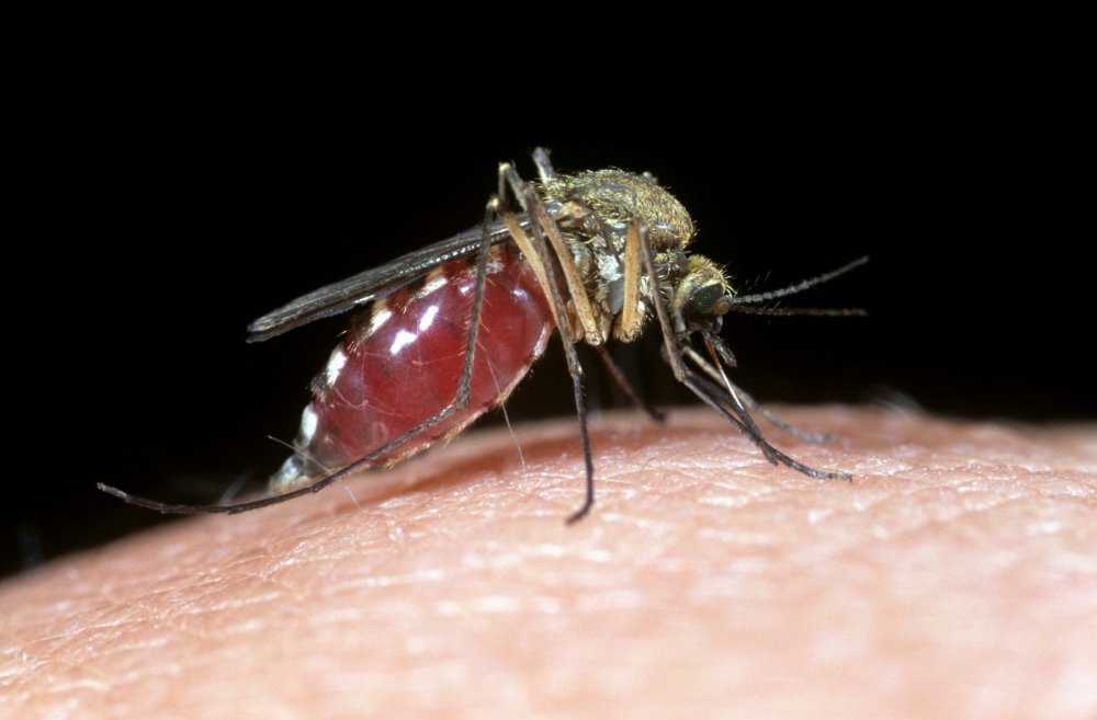 Укус малярии. Африканские инфекции малярии.