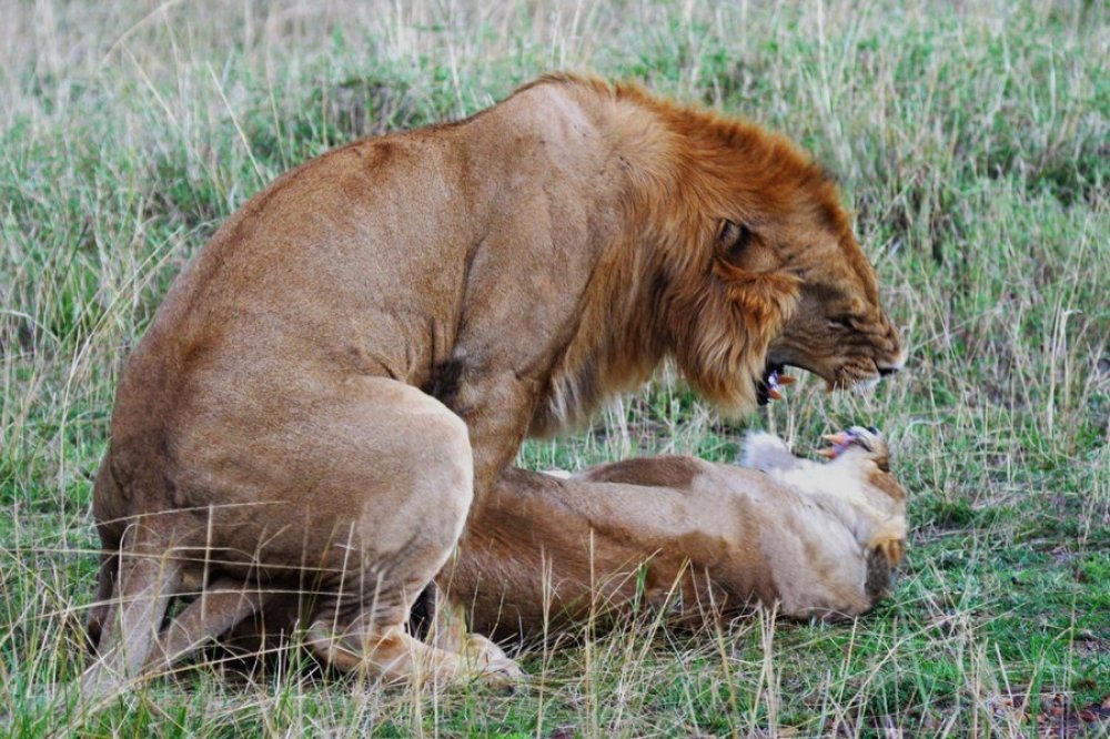 lavovi životinje seks.