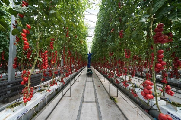 U globalnoj proizvodnji rajčice glavnu riječ vodi Kina