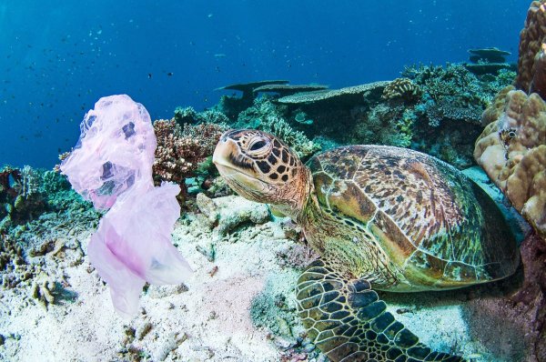 Sve češći prizor: Na otoku Borneu zelena kornjača pliva uz plastičnu vrećicu