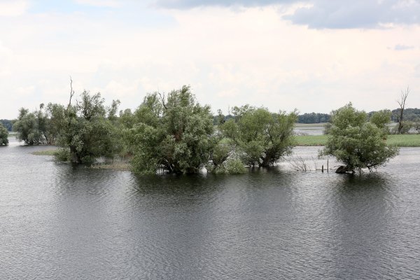 Voda je preplavila Kopački rit