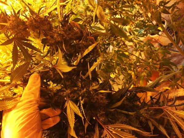 Zapljena droge i eksploziva