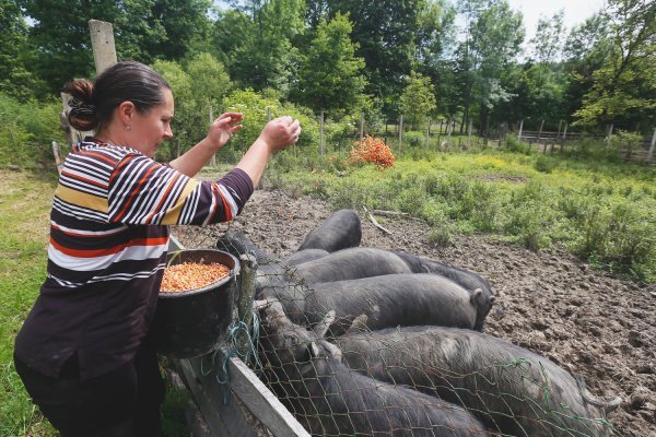 Terezija hrani crne slavonske svinje