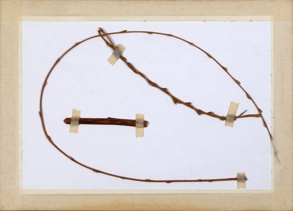 Herbarij, serija radova 1977., grančica, flaster, olovka/papir, 34x25 cm