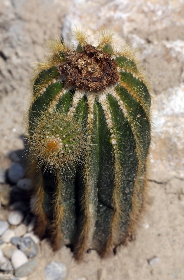 Devastacija u Botaničkom vrtu