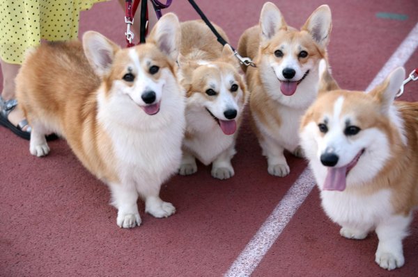 Izložba pasa 4 Summer Night Shows