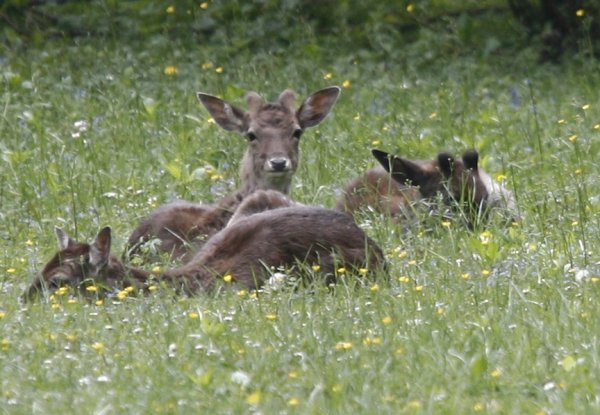 Životinjsko carstvo na Pantovčaku