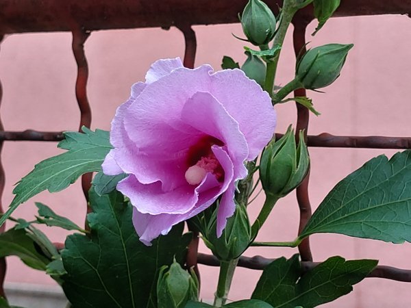 Samsung Galaxy A80 primjeri fotografija