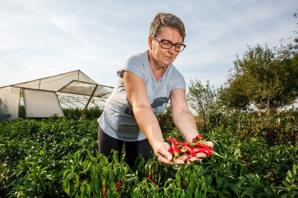 Julijana Horvat iz baranjskog Vardarca bere začinsku papriku