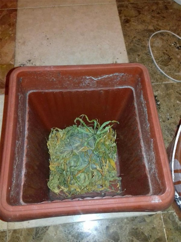 Ilegalni laboratorij za proizvodnju marihuane