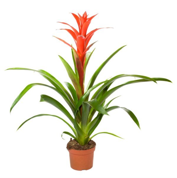 Bromelija
