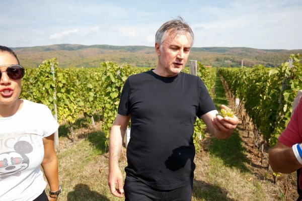 Berba grožđa u vinogradu Miroslava Škore