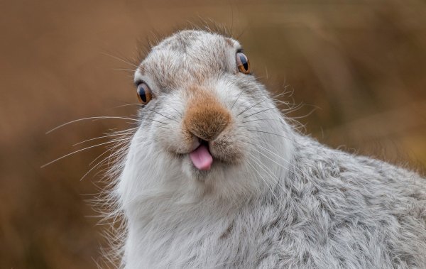 Nasmiješene životinje