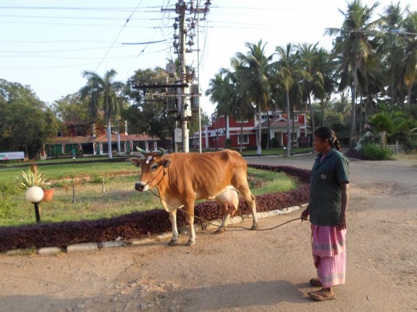 Holy cow unutar ayurvedske klinike  