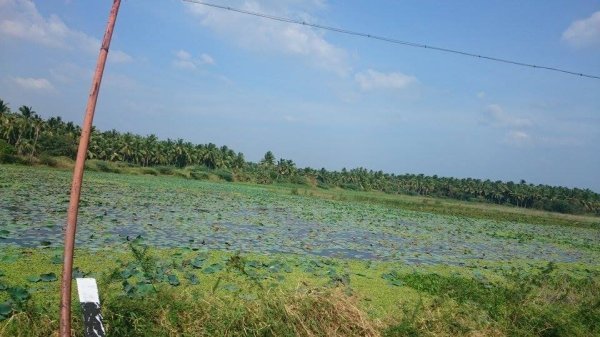 Močvare i plantaže banana