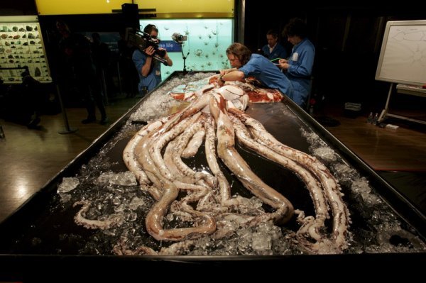 Najveća lignja, ulovljena 2008. u vodama oko Australije, bila je dugačka 12 metara i težila je 245 kilograma