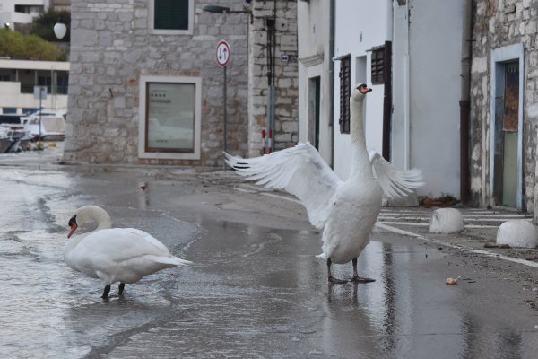 Šibenik: Labudovi prošetali poplavljenom prometnicom