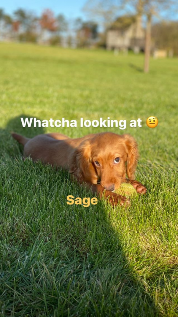 Sage