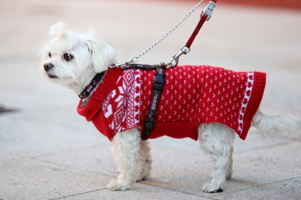 Dog New Year's Party u Crikvenici