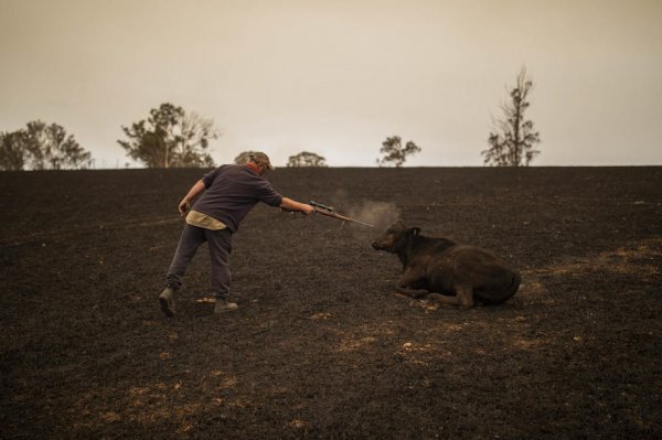 Stručnjaci procjenjuju da je u požarima uginulo oko 500 milijuna životinjama; nekima su farmeri morali prekratiti muke